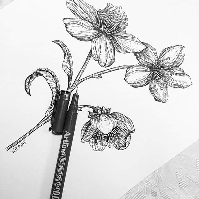 Hình vẽ các loài hoa bằng bút chì  Phần 6